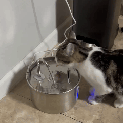 Stop Your Cat From Dehydration Today 💧