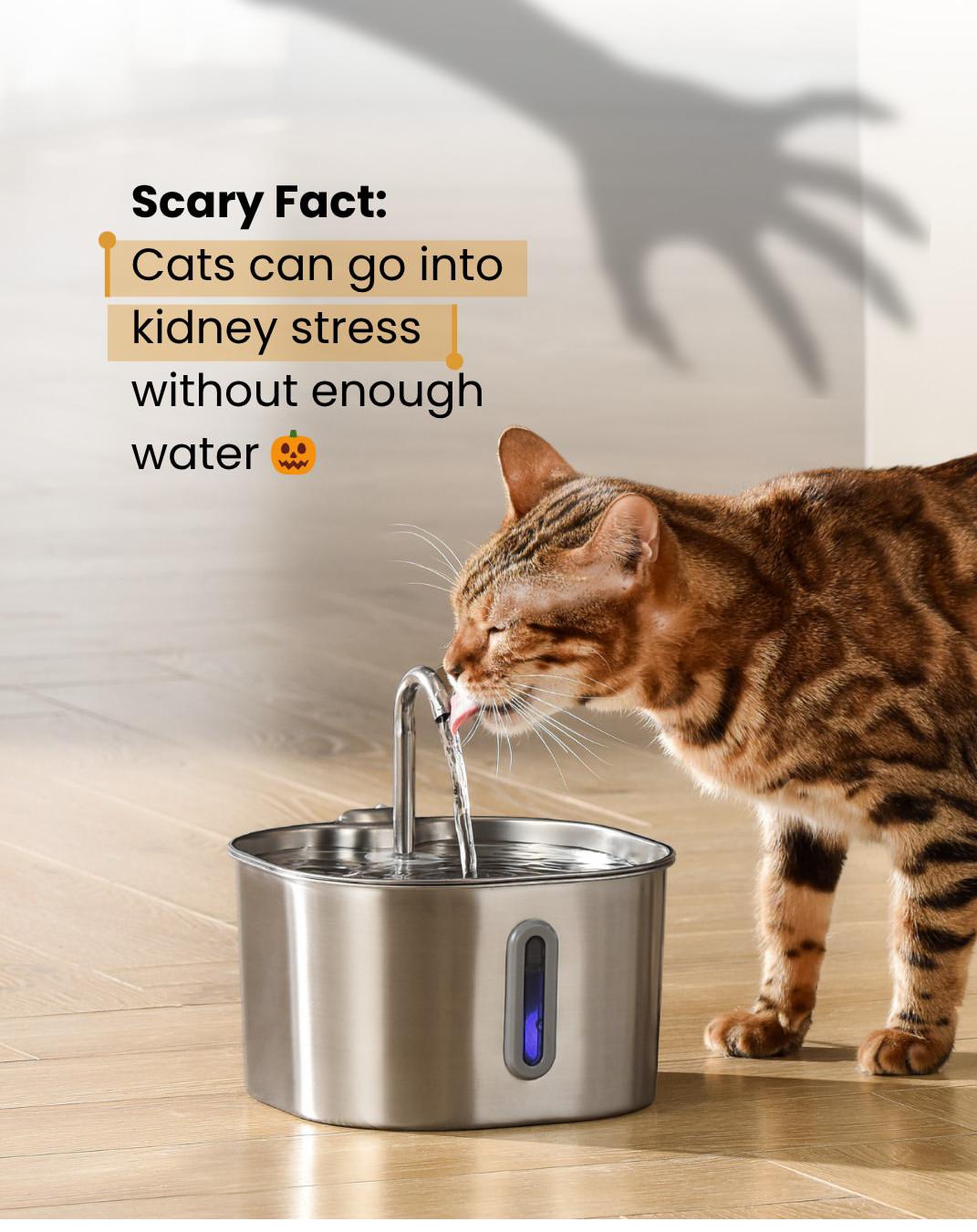 Stop Your Cat From Dehydration Today 💧