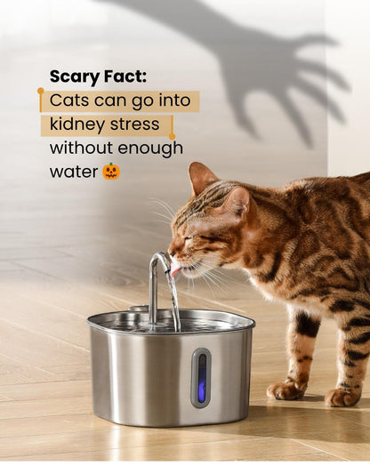 Stop Your Cat From Dehydration Today 💧