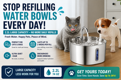 Stop Your Cat From Dehydration Today 💧